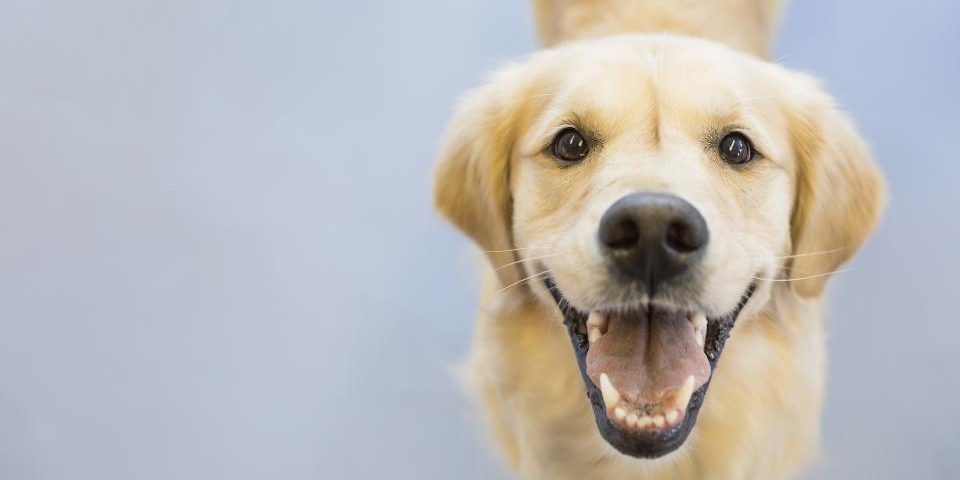 Dog Acupuncture Dog Acupuncture